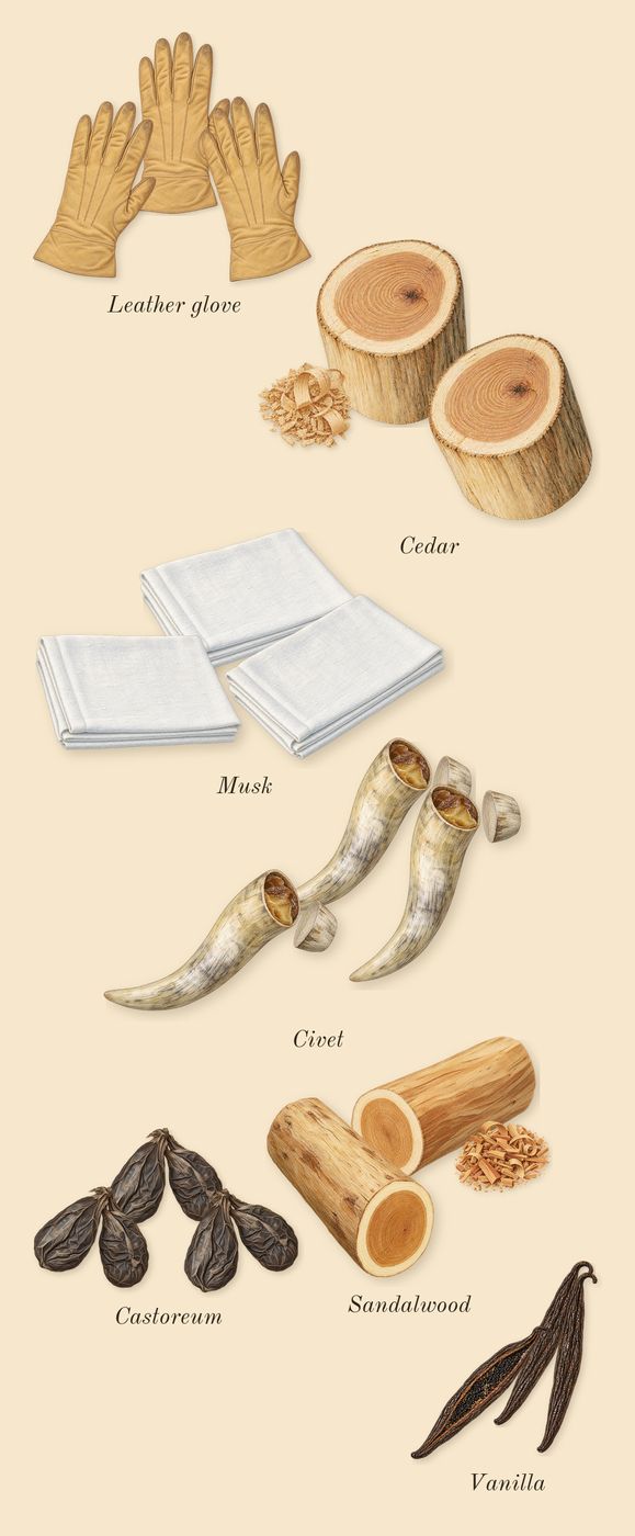 Beloved Woman, dry-down: Cedar, Sandalwood, Castoreum, Civet, Leather glove, Musk, Vanilla