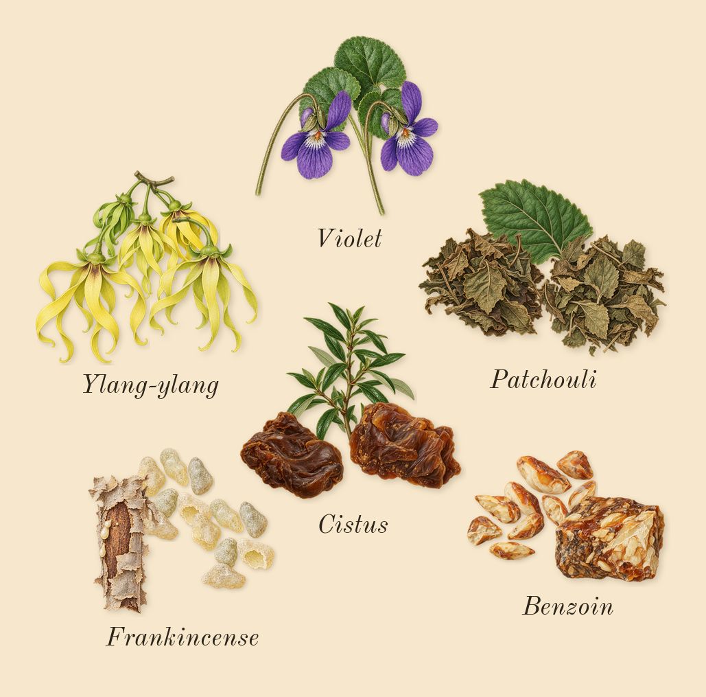 Beloved Woman, heart: Ylang-ylang, Violet, Cistus, Benzoin, Frankincense, Patchouli