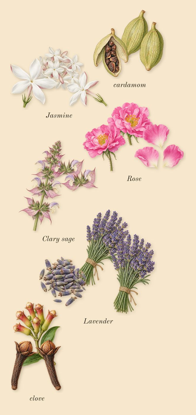 Beloved Woman, top notes: Jasmine, Rose, Lavender, Clary sage, clove, cardamom