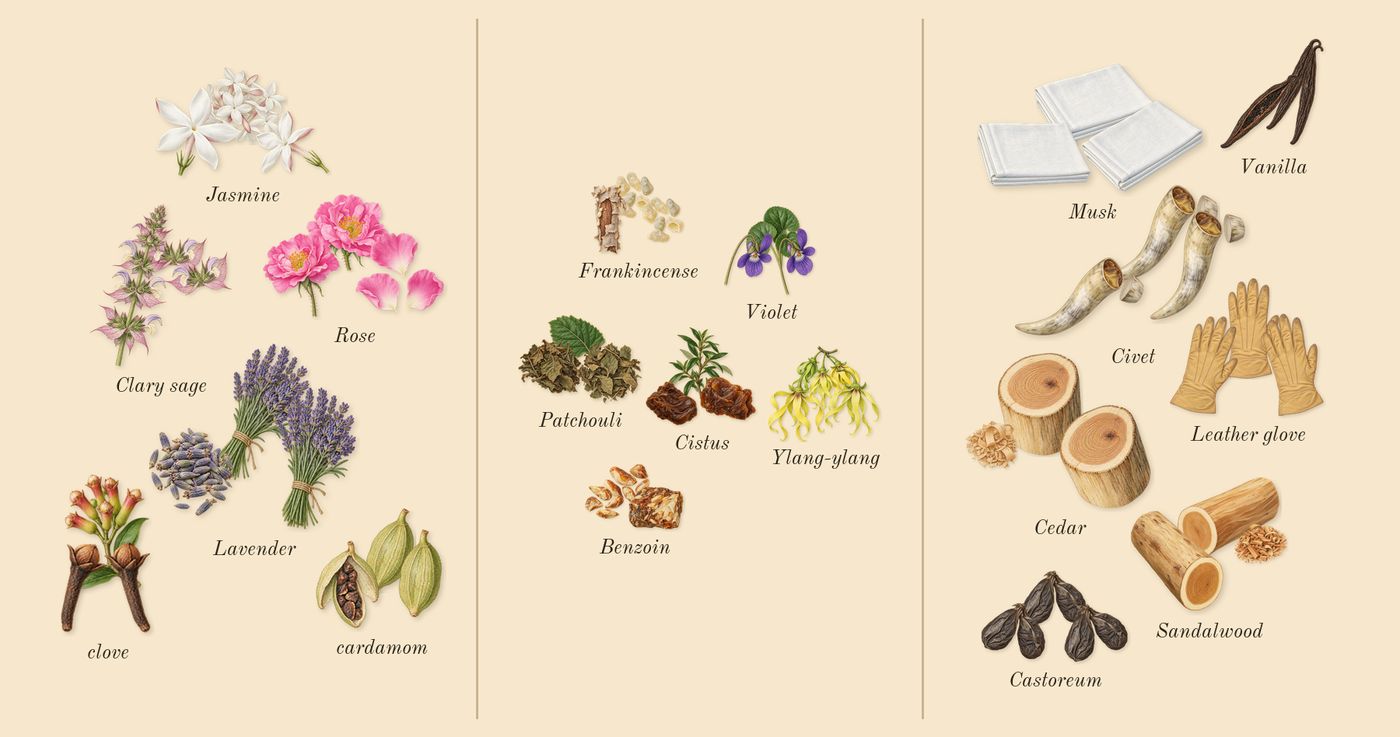 Beloved Woman’s scent picture, a draft: jasmine, rose, lavender, clary sage, clove, cardamom drawn so far; dashed outlines where nothing is drawn yet