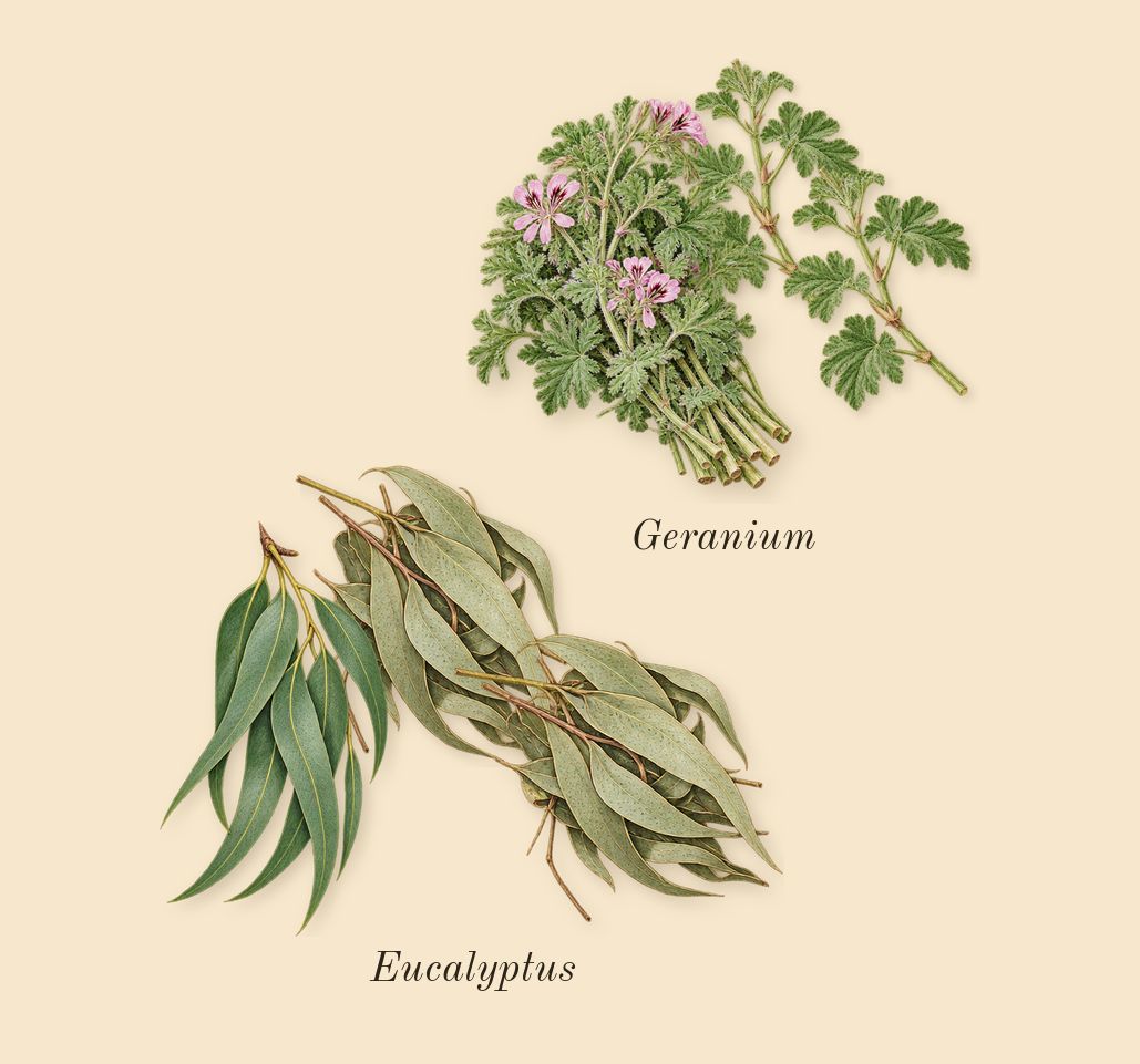 Swimming Pool, heart: Eucalyptus, Geranium