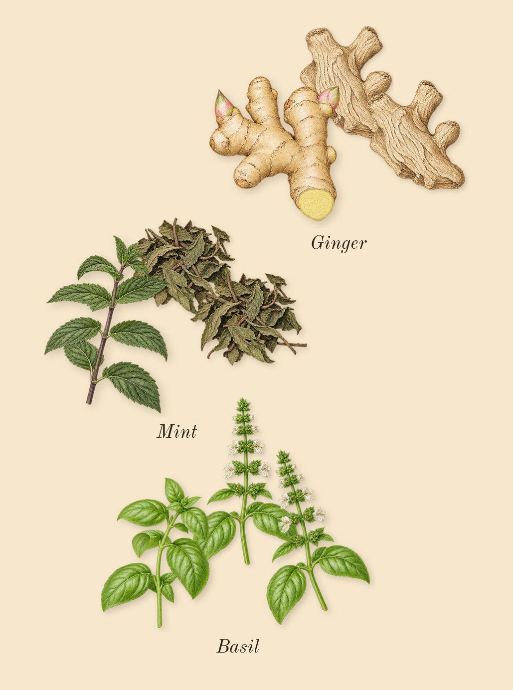 Swimming Pool, top notes: Ginger, Basil, Mint