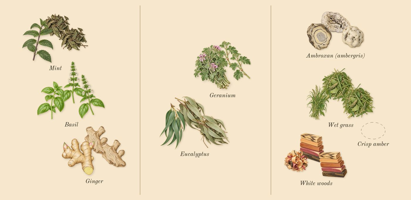 Swimming Pool’s scent picture, a draft: ginger, basil, mint, eucalyptus, geranium, ambroxan (ambergris) drawn so far; dashed outlines where nothing is drawn yet
