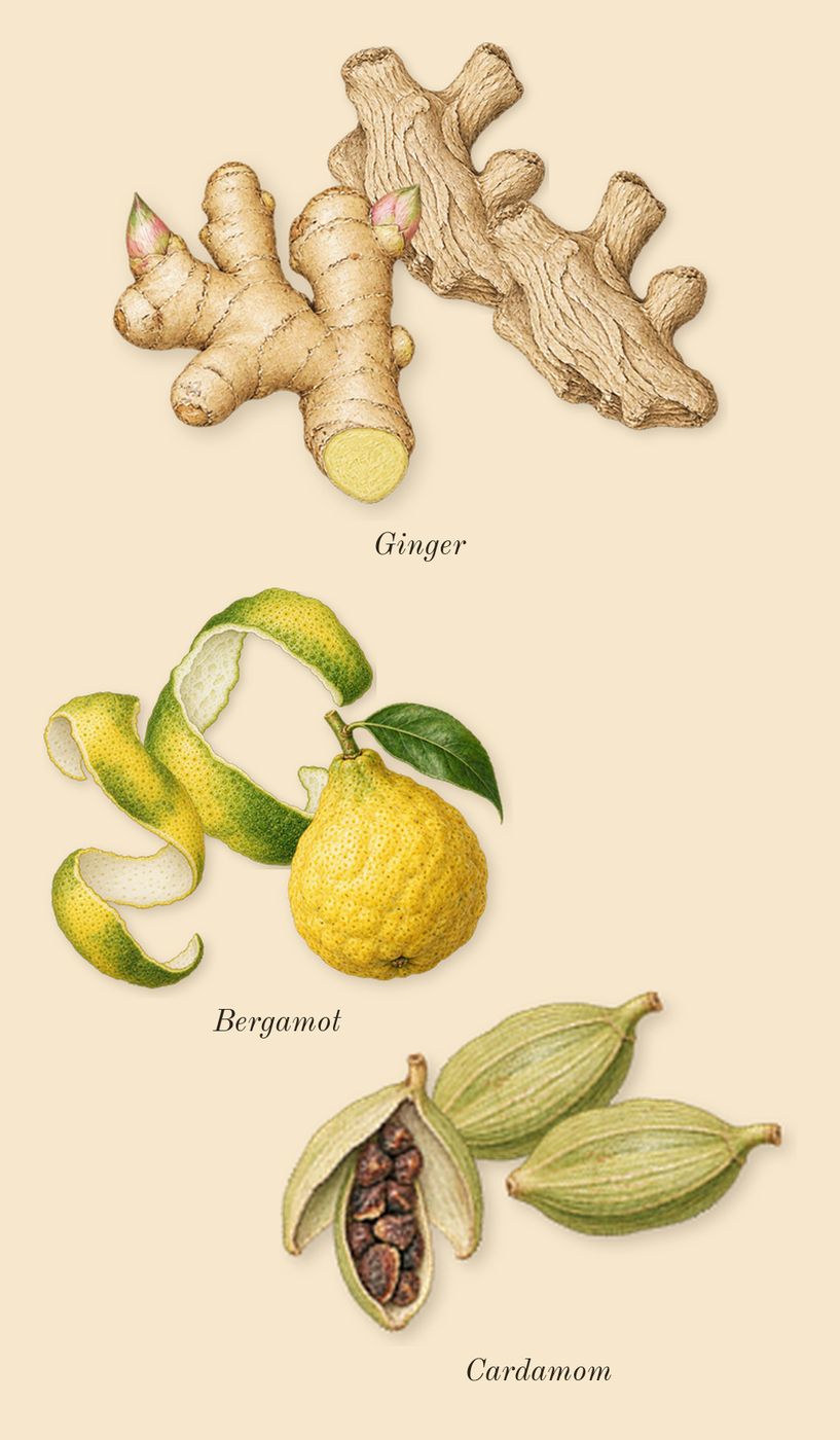 Your Turn, top notes: Bergamot, Cardamom, Ginger