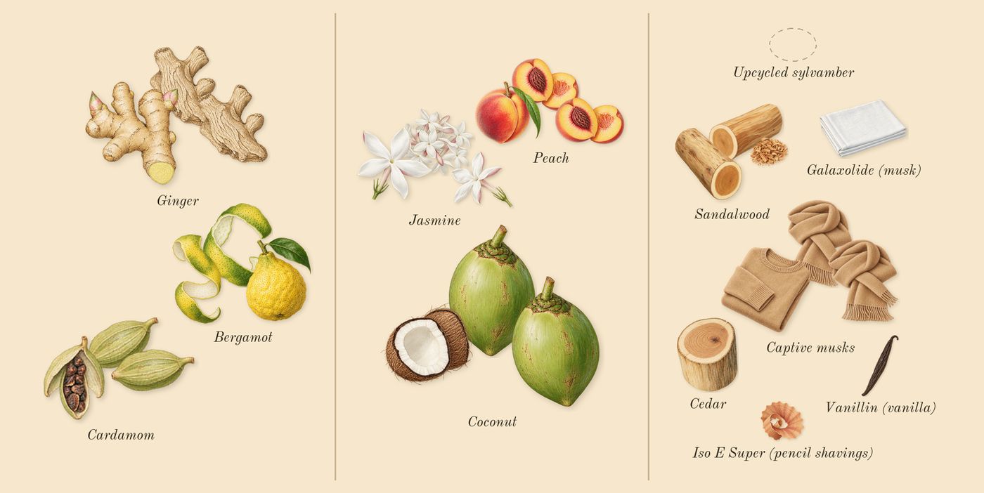 Your Turn’s scent picture, a draft: bergamot, cardamom, ginger, peach, jasmine, coconut drawn so far; dashed outlines where nothing is drawn yet