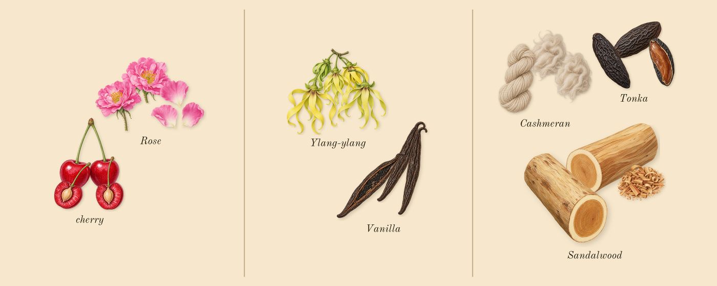 Blossom Love’s scent picture, a draft: cherry, rose, ylang-ylang, vanilla, tonka, sandalwood drawn so far; dashed outlines where nothing is drawn yet