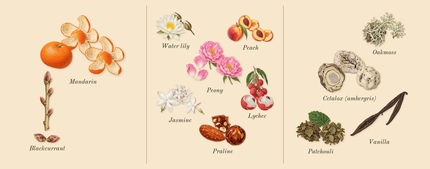 Greenwich Village’s scent picture, a draft: blackcurrant, lychee, mandarin, peony, water lily, patchouli drawn so far; dashed outlines where nothing is drawn yet