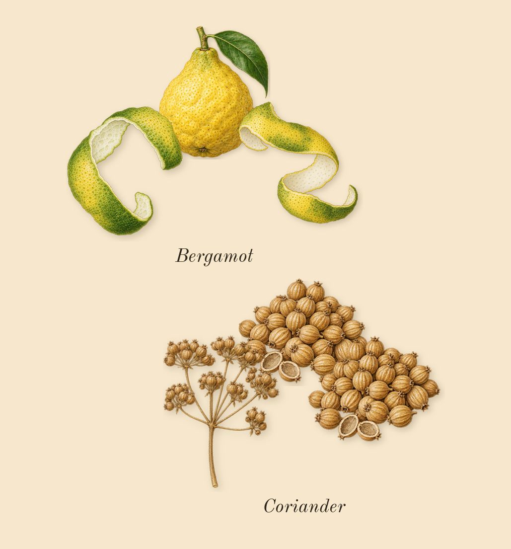 Lafayette Street, top notes: Bergamot, Coriander