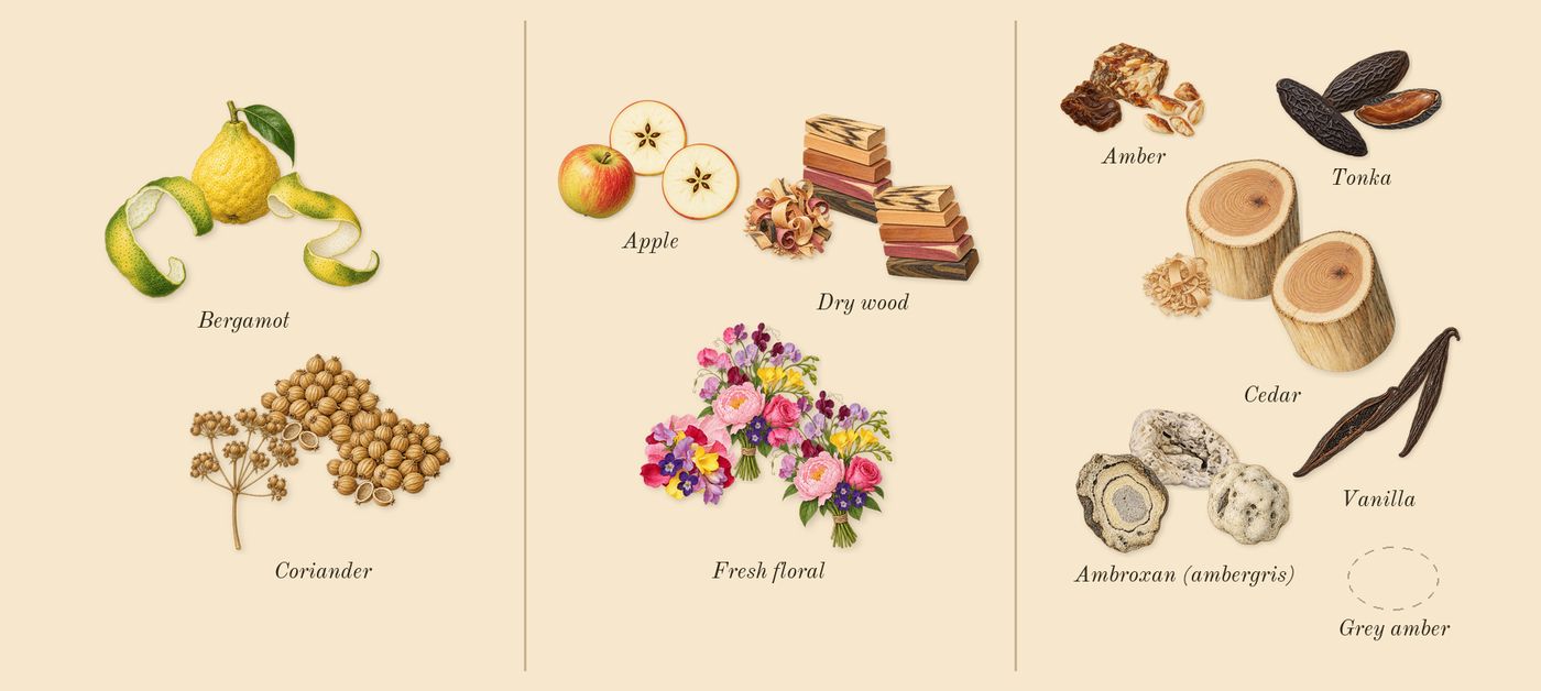 Lafayette Street’s scent picture, a draft: bergamot, coriander, fresh floral, ambroxan (ambergris), apple, vanilla drawn so far; dashed outlines where nothing is drawn yet
