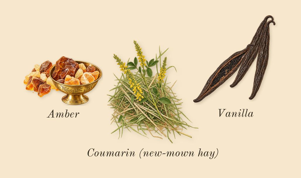Jaïpur Homme, dry-down: Vanilla, Amber, Coumarin (new-mown hay)