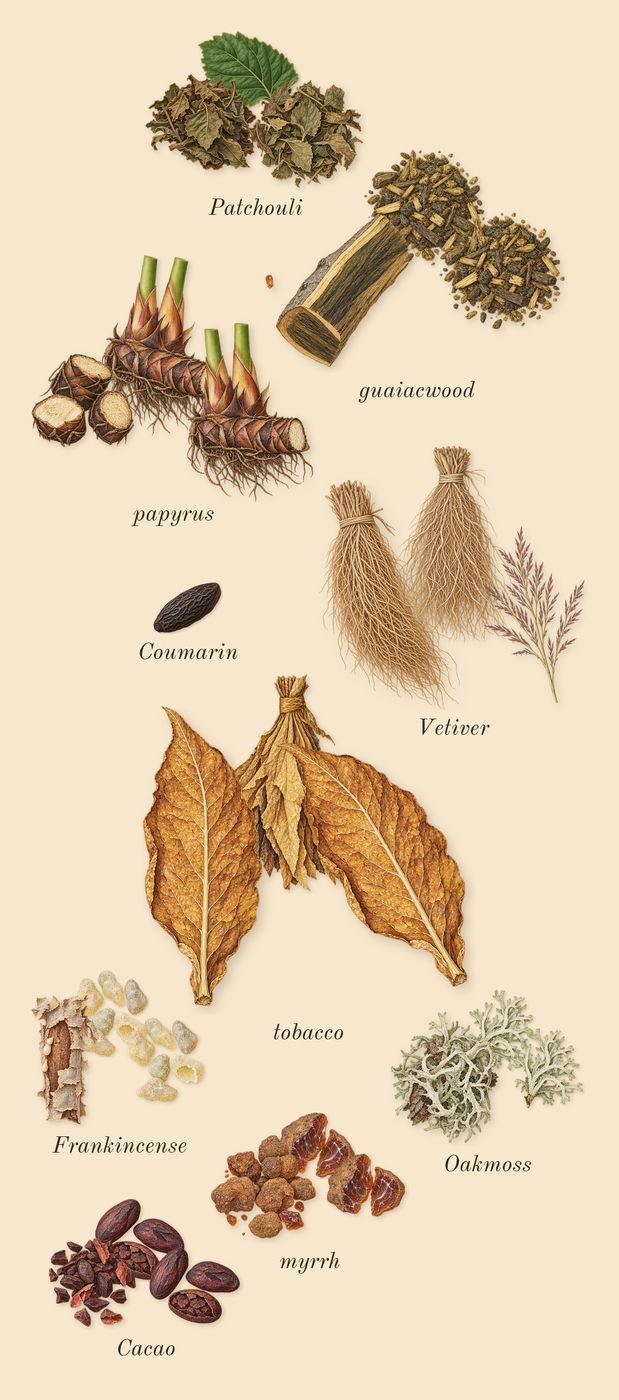 Boundless, dry-down: guaiacwood, papyrus, Cacao, tobacco, Oakmoss, Frankincense, myrrh, Vetiver, Patchouli, Coumarin