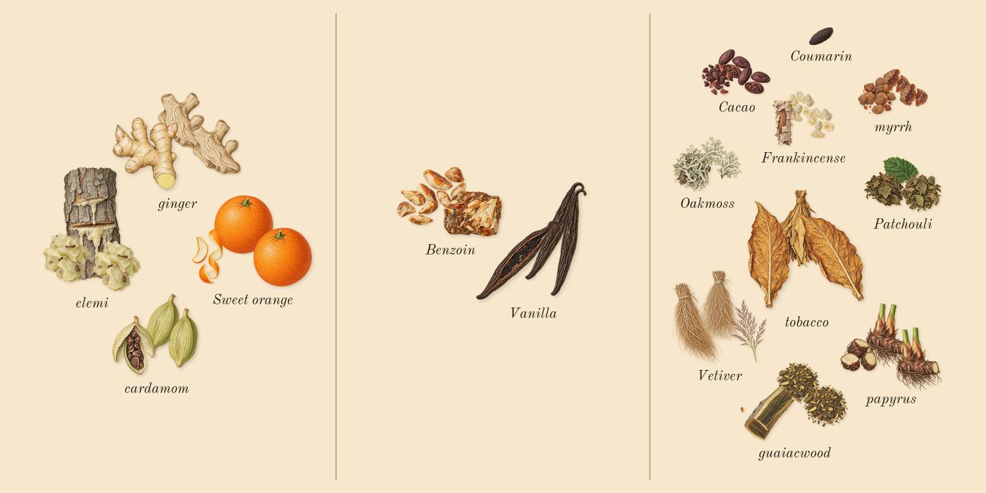 Boundless’s scent picture, a draft: sweet orange, cardamom, ginger, elemi, vanilla, benzoin drawn so far; dashed outlines where nothing is drawn yet