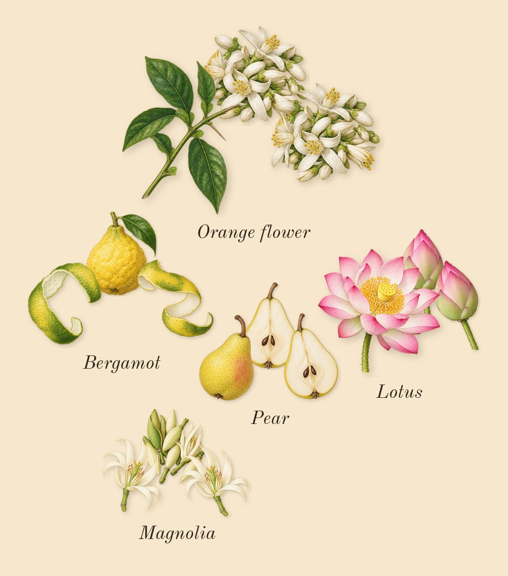 Curious, top notes: Magnolia, Pear, Lotus, Orange flower, Bergamot