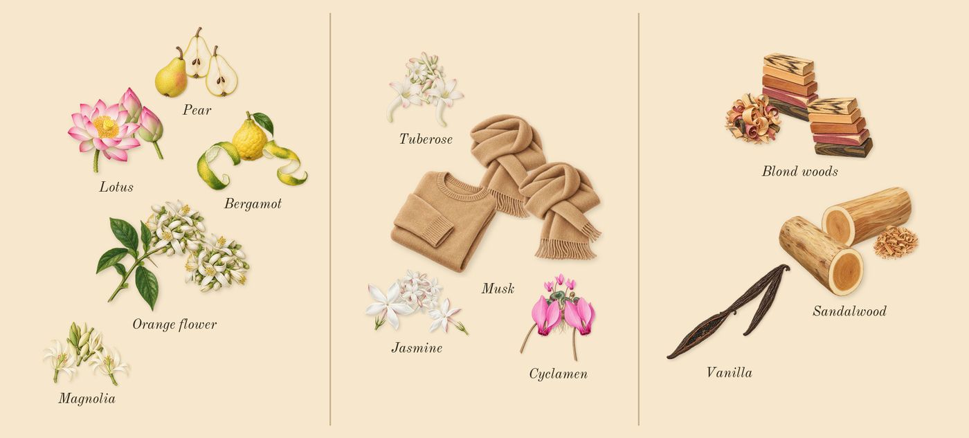 Curious’s scent picture, a draft: magnolia, pear, lotus, tuberose, jasmine, cyclamen drawn so far; dashed outlines where nothing is drawn yet