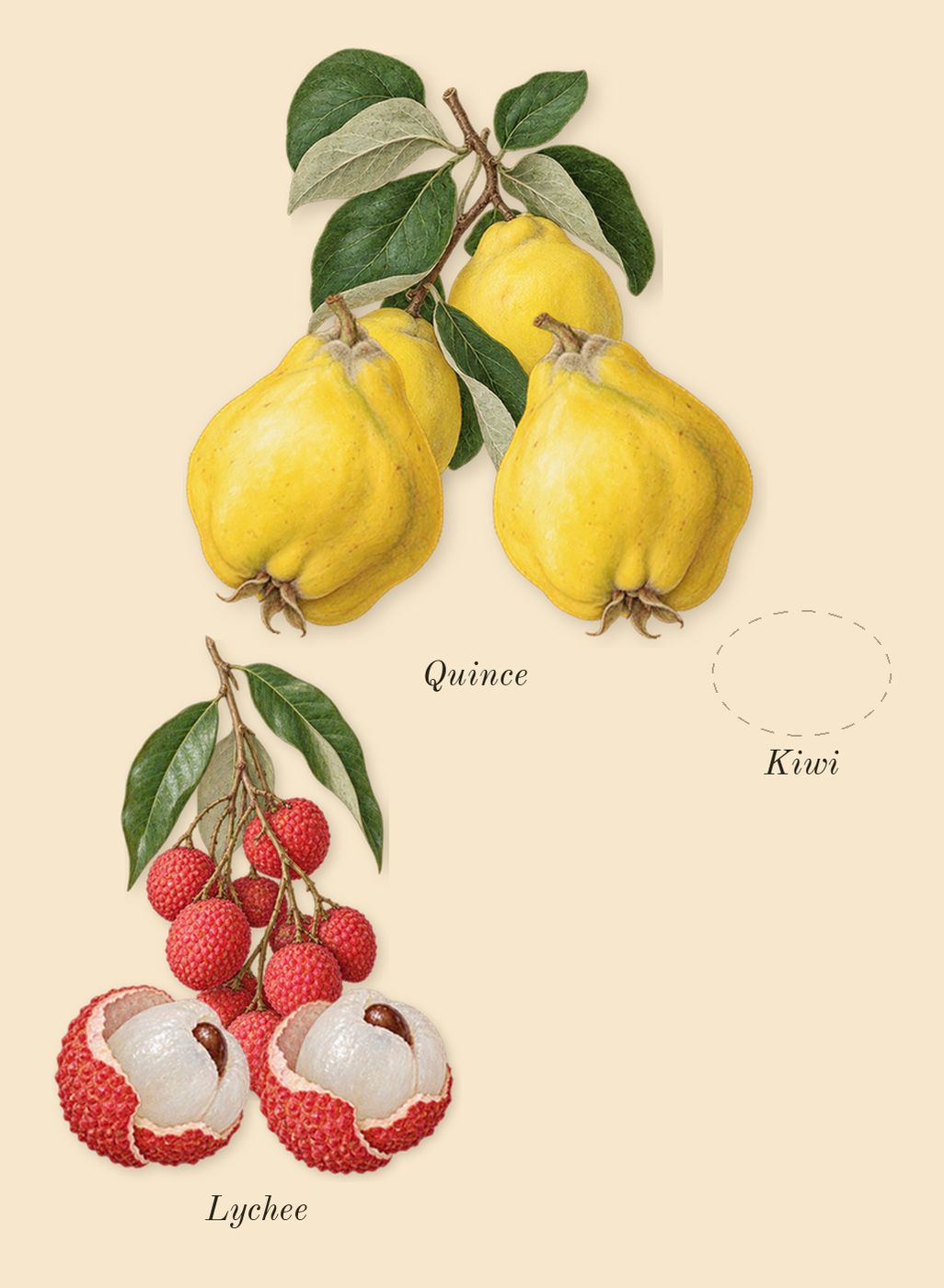 Fantasy, top notes: Kiwi, Lychee, Quince