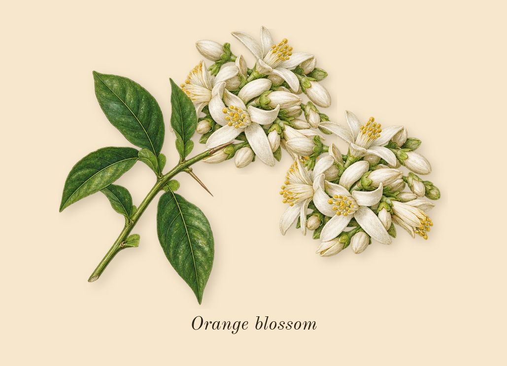 Extra Pulse, heart: Orange blossom