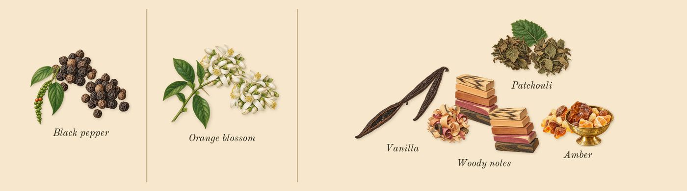 Extra Pulse’s scent picture, a draft: black pepper, orange blossom, vanilla, amber, woody notes, patchouli drawn so far; dashed outlines where nothing is drawn yet