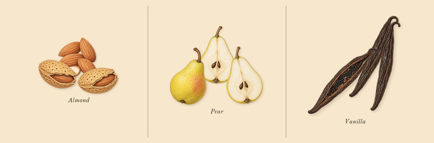 Brit’s scent picture, a draft: pear, almond, vanilla drawn so far; dashed outlines where nothing is drawn yet