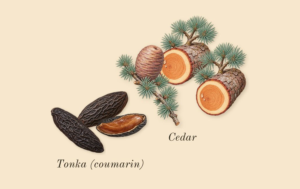 Brit for Him, dry-down: Cedar, Tonka (coumarin)