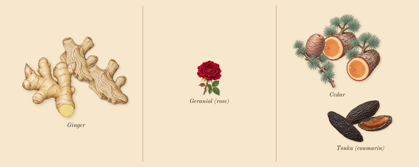 Brit for Him’s scent picture, a draft: ginger, cedar, tonka (coumarin), geraniol (rose) drawn so far; dashed outlines where nothing is drawn yet