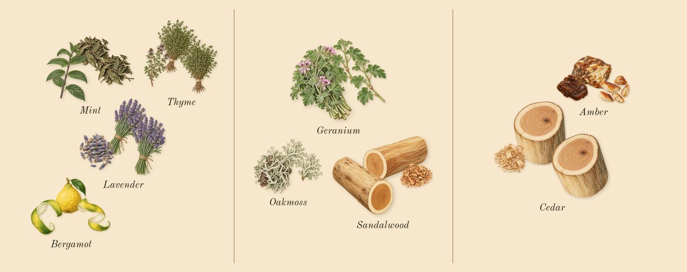 for Men’s scent picture, a draft: bergamot, lavender, mint, thyme, oakmoss, geranium drawn so far; dashed outlines where nothing is drawn yet