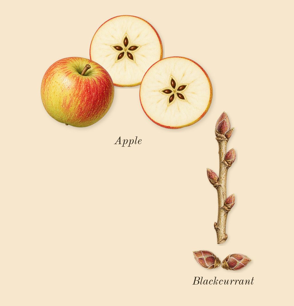for Women, top notes: Blackcurrant, Apple