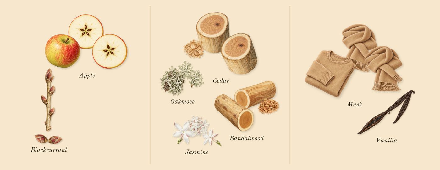 for Women’s scent picture, a draft: blackcurrant, apple, cedar, jasmine, oakmoss, sandalwood drawn so far; dashed outlines where nothing is drawn yet