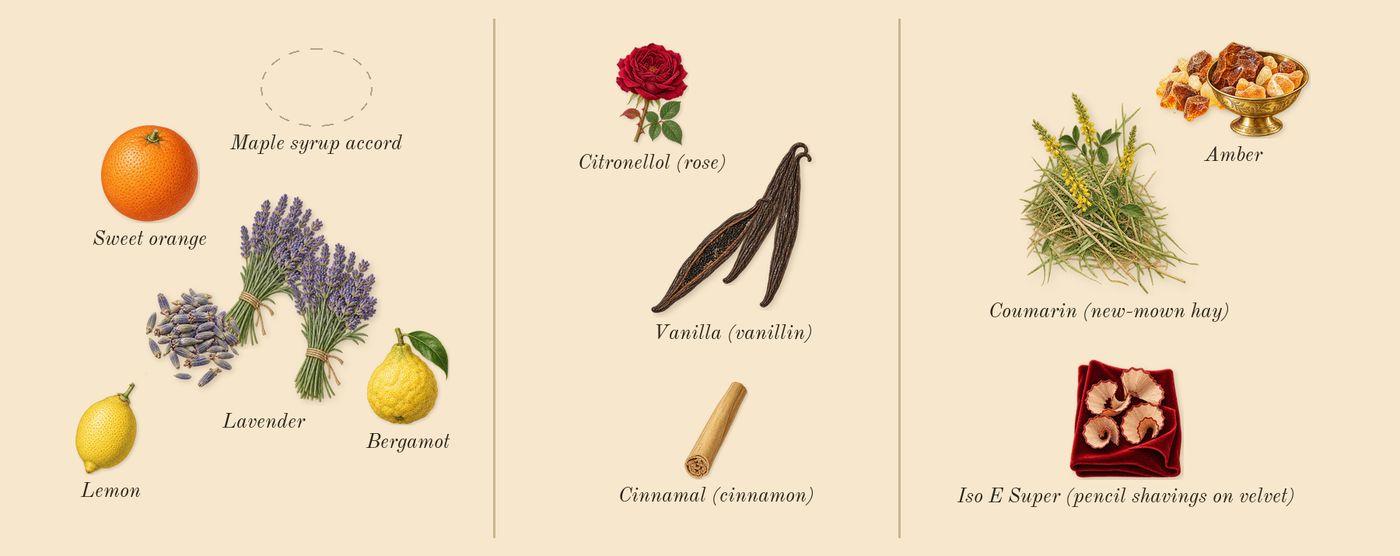 Goddess Amber Vanilla Intense’s scent picture, a draft: lavender, vanilla (vanillin), amber, bergamot, sweet orange, lemon drawn so far; dashed outlines where nothing is drawn yet