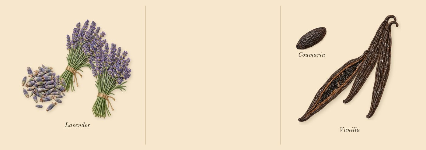 Goddess’s scent picture, a draft: vanilla, lavender, coumarin drawn so far; dashed outlines where nothing is drawn yet