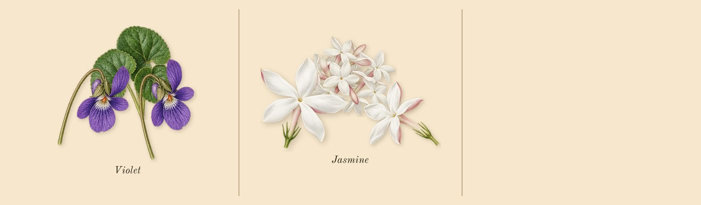 Her’s scent picture, a draft: violet, jasmine drawn so far; dashed outlines where nothing is drawn yet