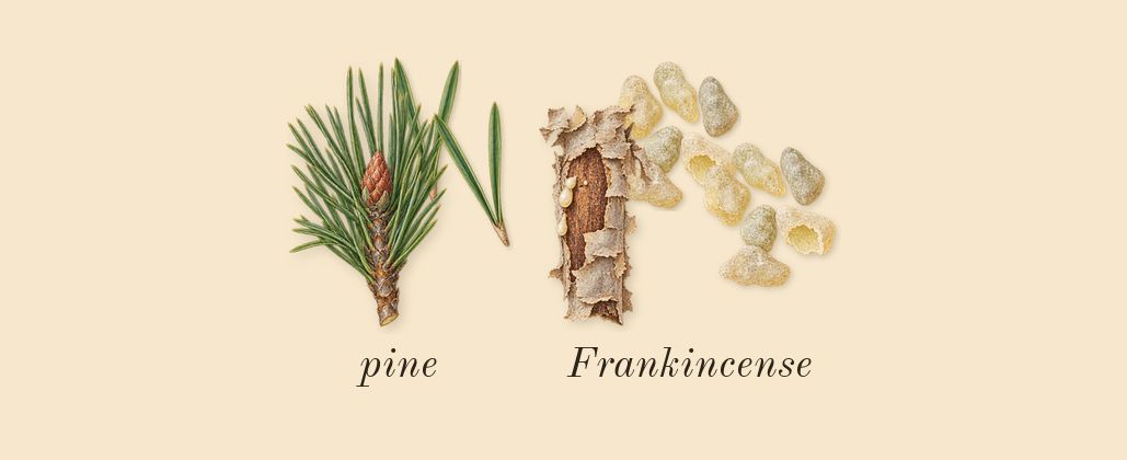 Hero, top notes: Frankincense, pine