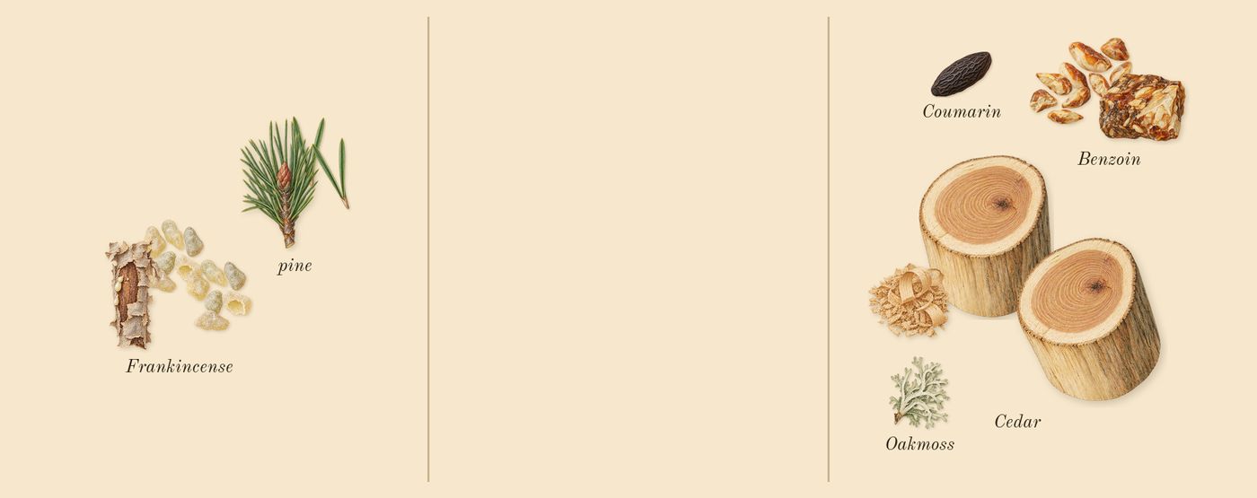 Hero’s scent picture, a draft: frankincense, benzoin, cedar, pine, oakmoss, coumarin drawn so far; dashed outlines where nothing is drawn yet