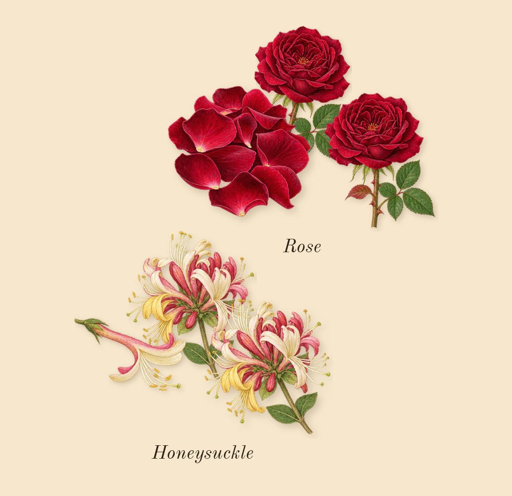 London, top notes: Rose, Honeysuckle
