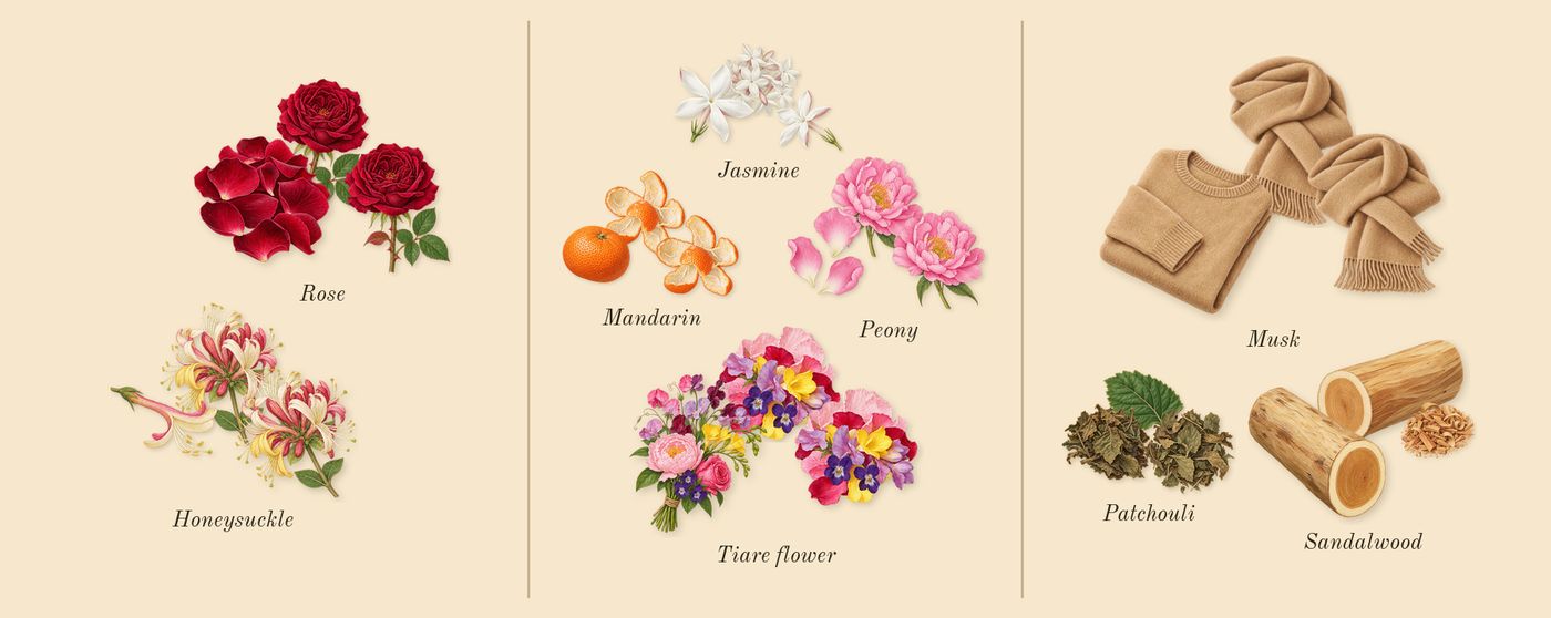 London’s scent picture, a draft: rose, honeysuckle, tiare flower, jasmine, peony, mandarin drawn so far; dashed outlines where nothing is drawn yet