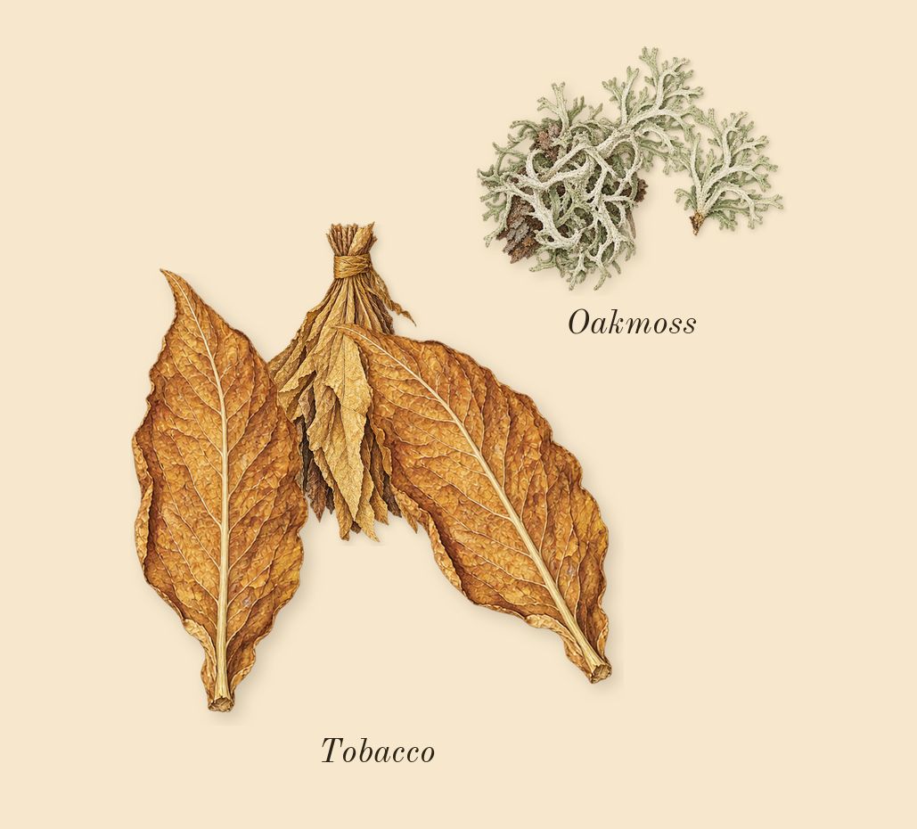 London for Men, dry-down: Tobacco, Oakmoss
