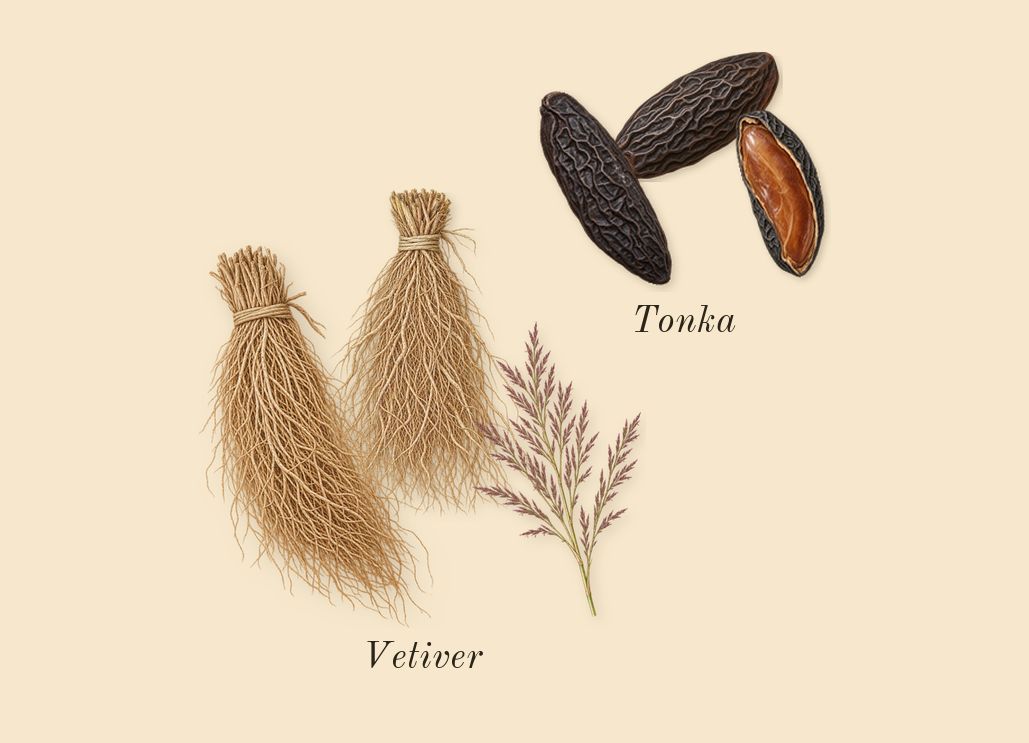 Touch for Men, dry-down: Vetiver, Tonka