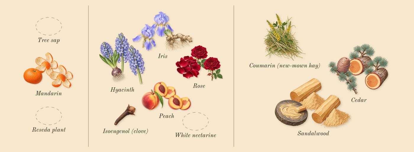 Weekend’s scent picture, a draft: mandarin, rose, peach, iris, hyacinth, cedar drawn so far; dashed outlines where nothing is drawn yet