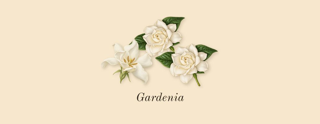 Allegra Baciami, heart: Gardenia