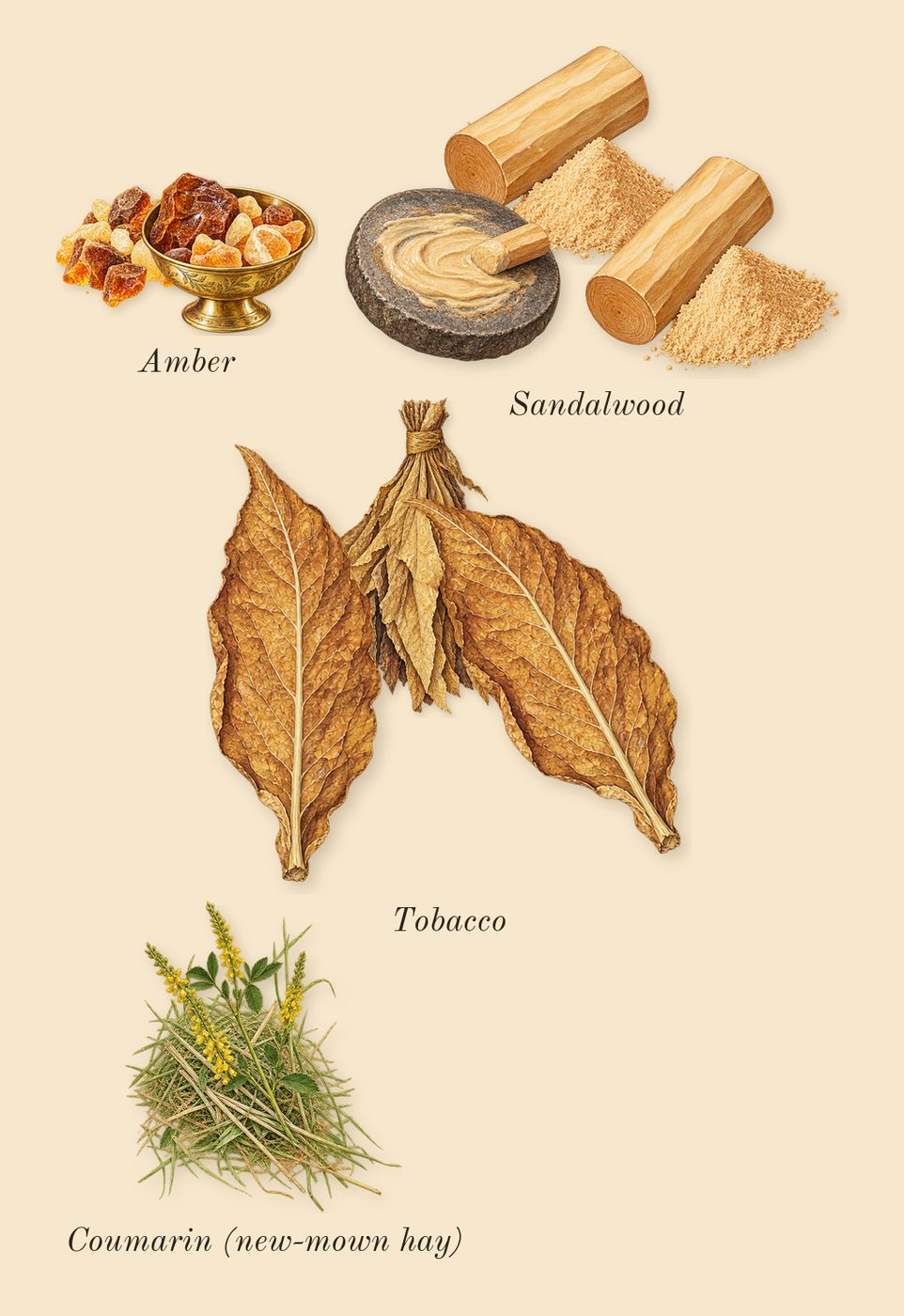 Animalique, dry-down: Amber, Tobacco, Sandalwood, Coumarin (new-mown hay)