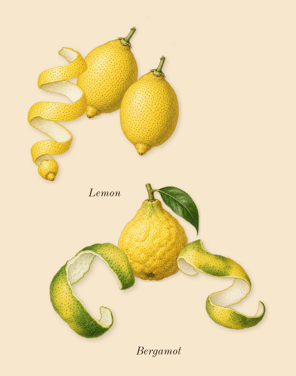 Animalique, top notes: Bergamot, Lemon