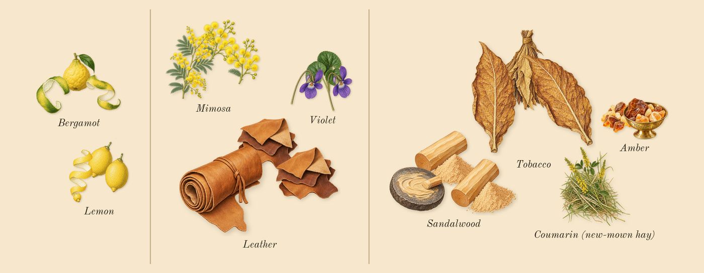 Animalique’s scent picture, a draft: bergamot, lemon, violet, mimosa, leather, amber drawn so far; dashed outlines where nothing is drawn yet