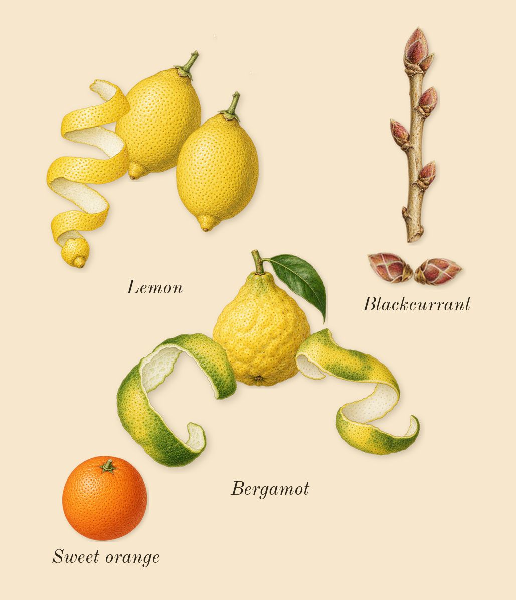 Bal d'Afrique Absolu, top notes: Bergamot, Lemon, Blackcurrant, Sweet orange