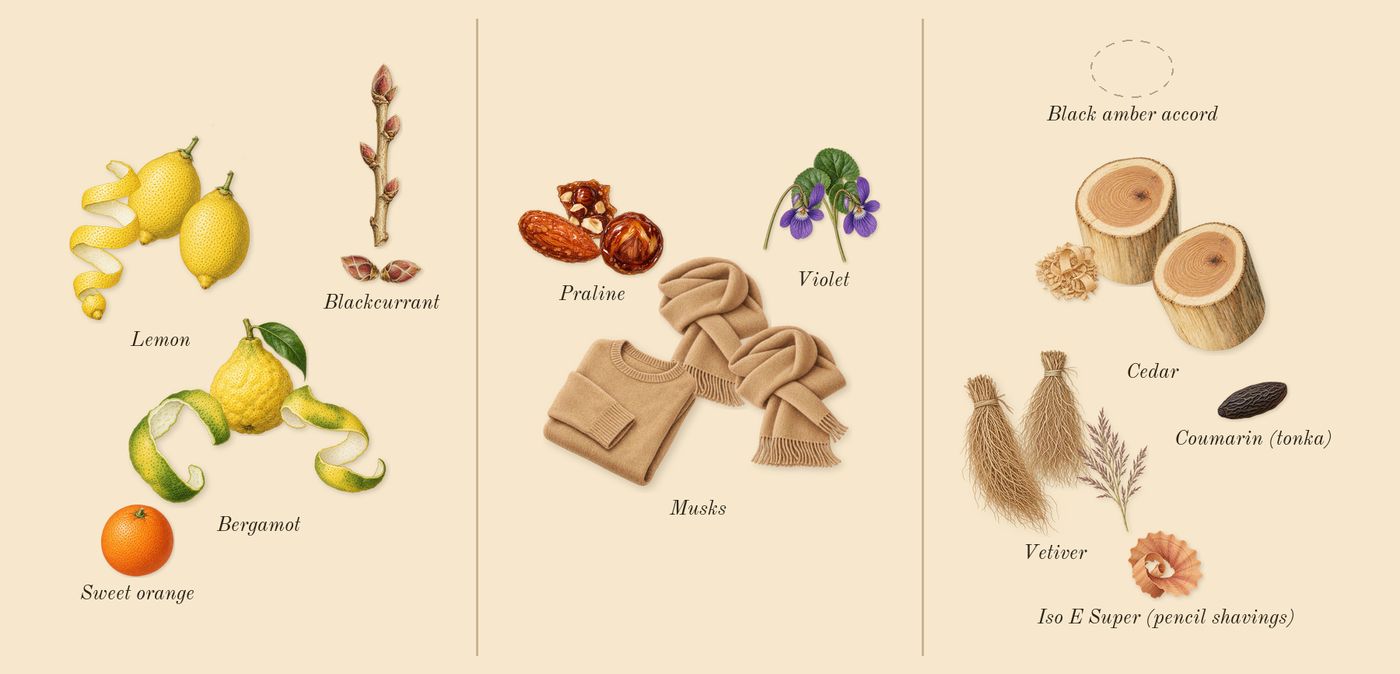 Bal d'Afrique Absolu’s scent picture, a draft: bergamot, lemon, blackcurrant, musks, praline, violet drawn so far; dashed outlines where nothing is drawn yet