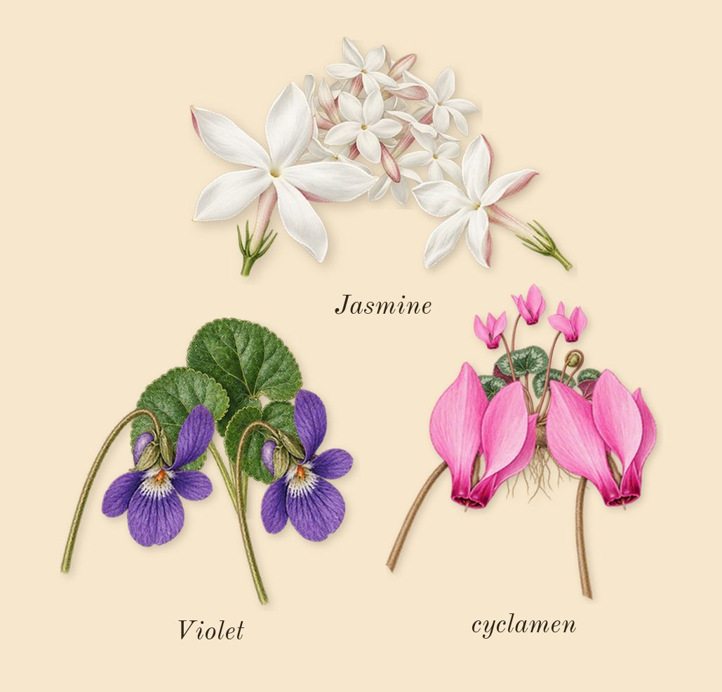 Bal d'Afrique, heart: cyclamen, Jasmine, Violet