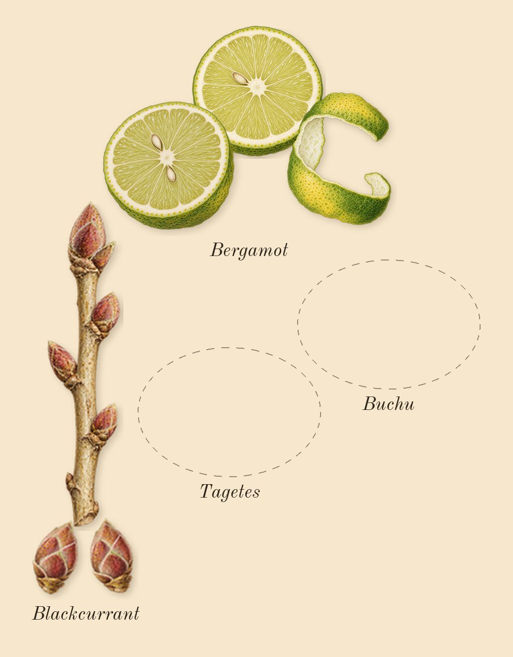 Bal d'Afrique, top notes: Buchu, Tagetes, Bergamot, Blackcurrant