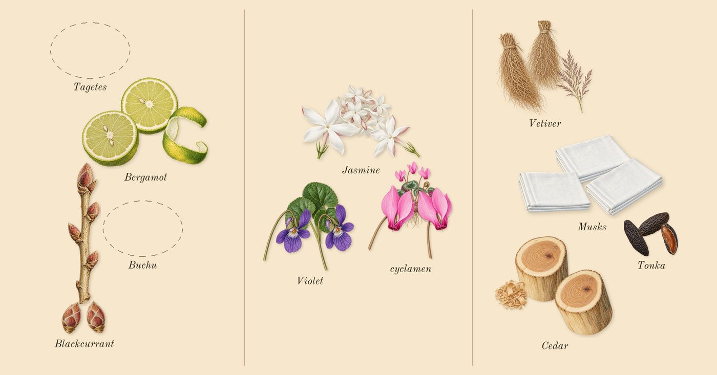 Bal d'Afrique’s scent picture, a draft: bergamot, blackcurrant, cyclamen, jasmine, violet, tonka drawn so far; dashed outlines where nothing is drawn yet