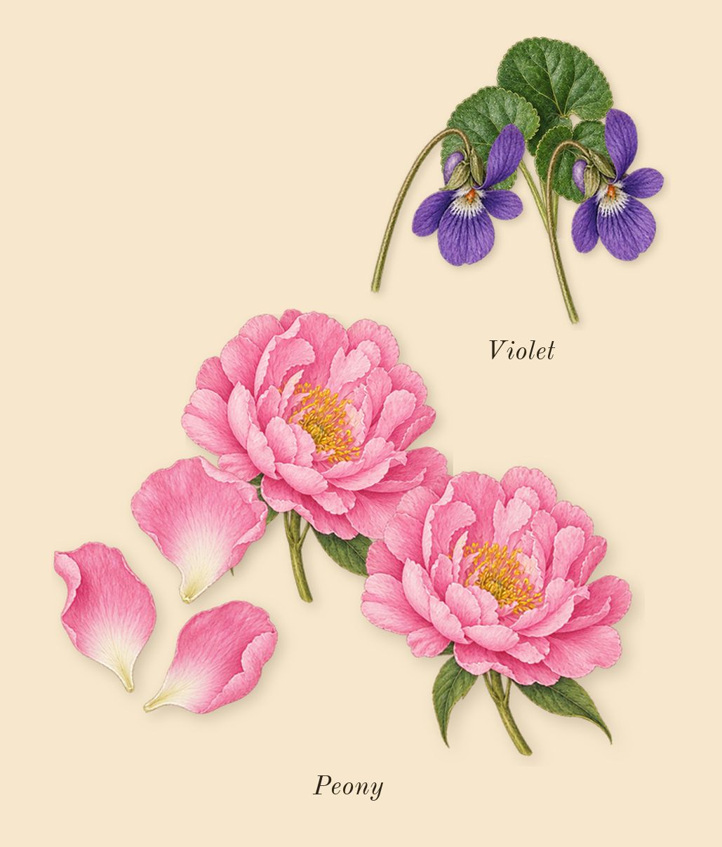 Bibliothèque, heart: Peony, Violet