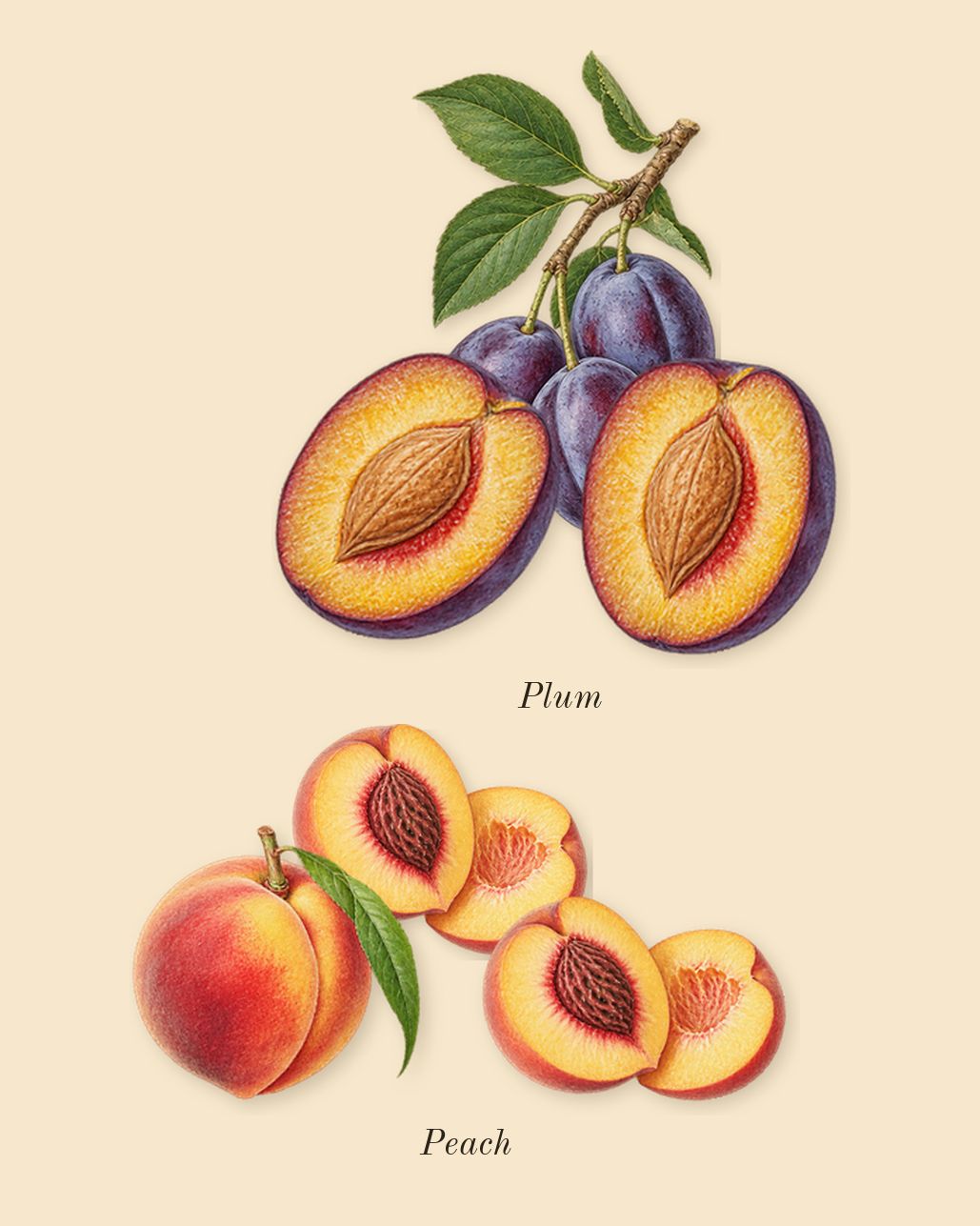 Bibliothèque, top notes: Peach, Plum