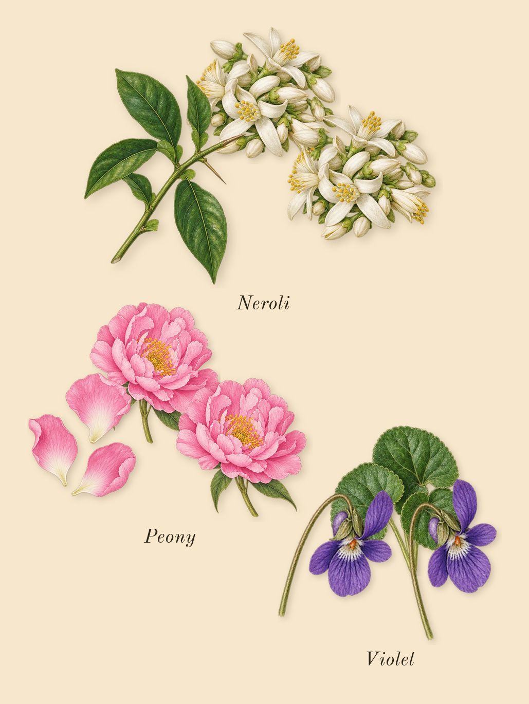Blanche, heart: Violet, Neroli, Peony