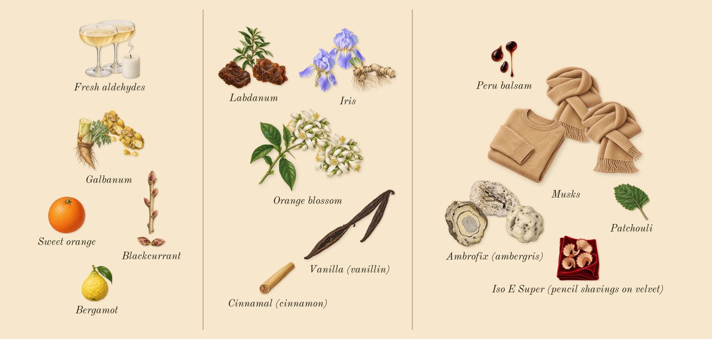 Future Memories’s scent picture, a draft: blackcurrant, fresh aldehydes, galbanum, labdanum, iris, orange blossom drawn so far; dashed outlines where nothing is drawn yet